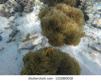 Anemone Clown Fish - Maldives