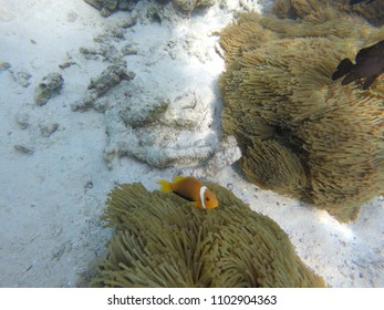 Anemone Clown Fish - Maldives