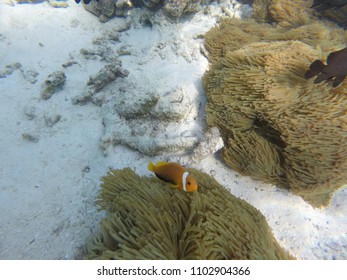 Anemone Clown Fish - Maldives