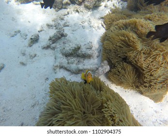 Anemone Clown Fish - Maldives