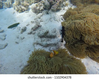 Anemone Clown Fish - Maldives