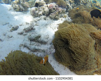 Anemone Clown Fish - Maldives