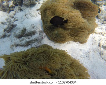 Anemone Clown Fish - Maldives