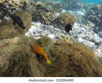 Anemone Clown Fish - Maldives