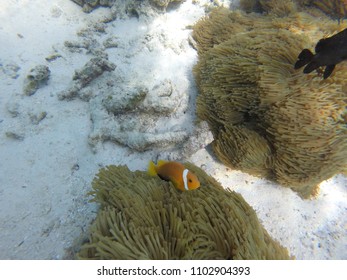 Anemone Clown Fish - Maldives