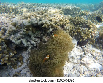 Anemone Clown Fish - Maldives