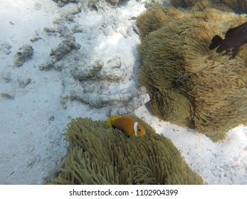 Anemone Clown Fish - Maldives