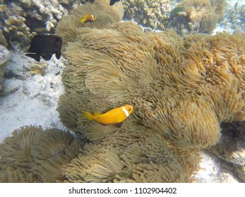 Anemone Clown Fish - Maldives