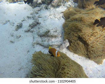 Anemone Clown Fish - Maldives