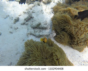 Anemone Clown Fish - Maldives