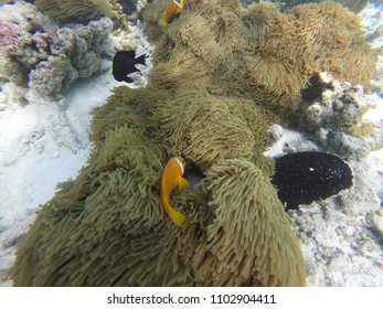 Anemone Clown Fish - Maldives