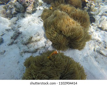 Anemone Clown Fish - Maldives