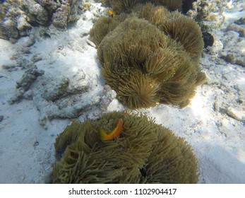 Anemone Clown Fish - Maldives