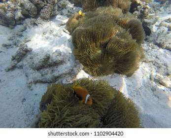 Anemone Clown Fish - Maldives