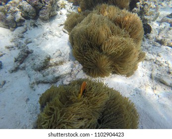 Anemone Clown Fish - Maldives