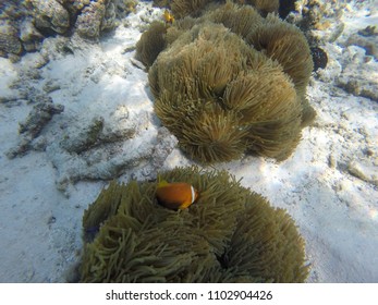 Anemone Clown Fish - Maldives