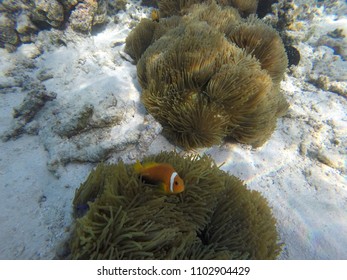 Anemone Clown Fish - Maldives