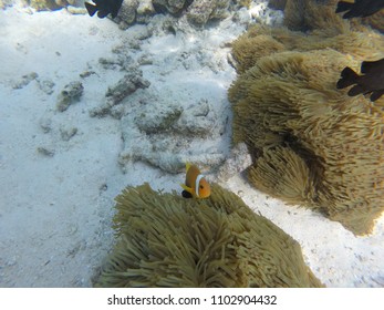 Anemone Clown Fish - Maldives