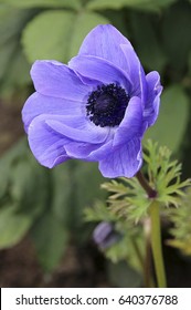 Anemone (Anemone Coronaria)