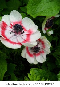 Anemone Coronaria Bicolor Red Flower