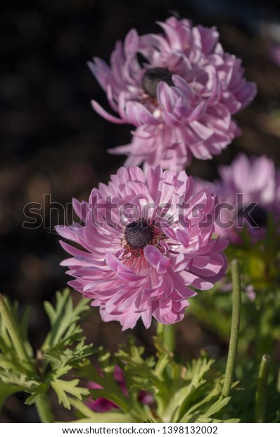 Anemone coronaria are\
favourite garden plants, often called the poppy anemone, a\
tuberous-rooted plant, with parsley-like divided leaves, and large\
showy poppy-like\
blossoms