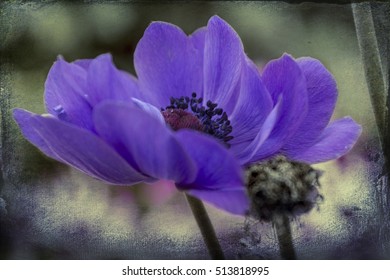 Anemone Coronaria In The Garden