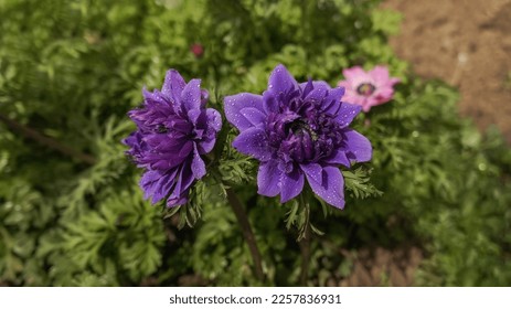 Anemone coronaria Lord Lieutenant semi-double velvet purple spring flower in the garden. - Shutterstock ID 2257836931