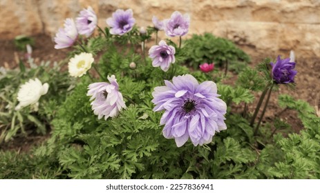 Anemone coronaria Lord Lieutenant semi-double velvet purple spring flower in the garden. - Shutterstock ID 2257836941