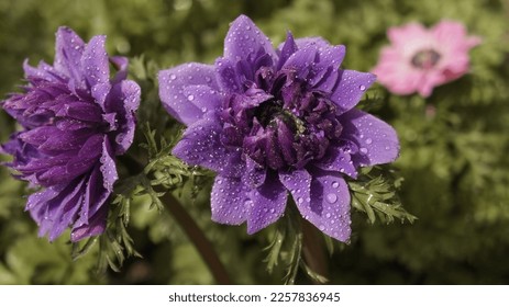 Anemone coronaria Lord Lieutenant semi-double velvet purple spring flower in the garden. - Shutterstock ID 2257836945