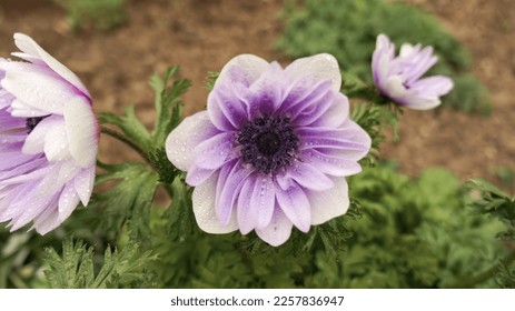Anemone coronaria Lord Lieutenant semi-double velvet purple spring flower in the garden. - Shutterstock ID 2257836947