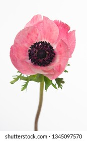 Anemone Coronaria Marianne Pink 