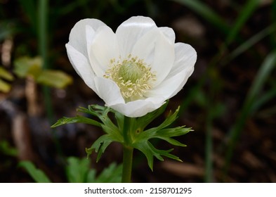 Anemone Coronaria 'Mount Everest' Is A Windflower With White Flowers