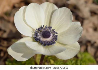 Anemone Coronaria 'The Bride' Is A Windflower With White Flowers