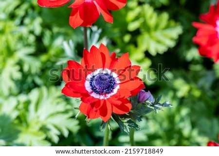 Anemone coronaria “Governor”. This plant is also known as the poppy anemone,[1] Spanish marigold, or windflower. This cultivar is called 