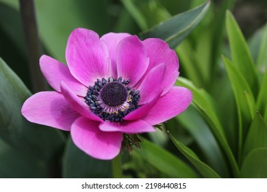 Anemone de Caen Sylphide - beautiful scarlet pink variety, features bright, violet-pink, poppy-like flowers adorned with a powdery dome of black stamens at their center.