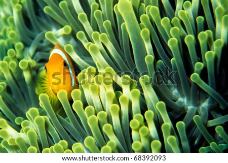 Anemone fish Stock foto © 