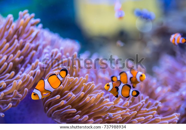 Anemone fish (Clown fish)with anemone,Sea\
anemone and clown fish in marine\
aquarium.