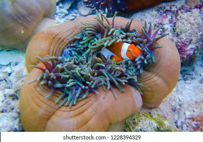 Anemone fish (Clown fish) with anemone, Sea anemone and clown fish in Karimunjawa