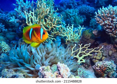 Anemone Fish, Clown Underwater Orange Fish Sea Background Aquarium