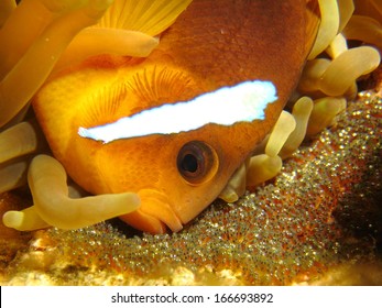 Anemone Fish With Eggs