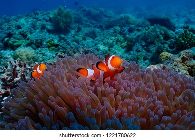 Anemone Fish From Malapascua Dive Site