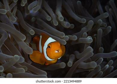 Anemone Fish With Parasite Inside Its Mouth