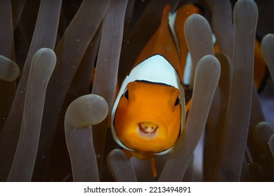 Anemone Fish With Parasite Inside Its Mouth