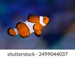 Anemone fish playing on the coral reef, beautiful color clownfish on coral feefs, anemones on tropical coral reefs