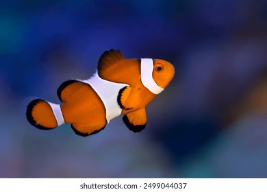 Anemone fish playing on the coral reef, beautiful color clownfish on coral feefs, anemones on tropical coral reefs - Powered by Shutterstock