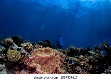 Anemone Fish Swimming Near A Carpet Anemone