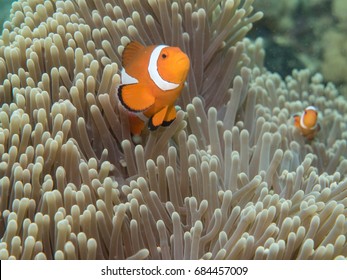 Anemone Fish Under Sea Philippines Stock Photo 684457009 | Shutterstock