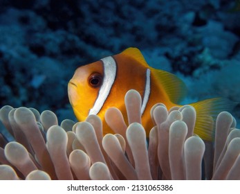 Anemone fish(Nemo) in it's house.
An amazing picture with a soft background.