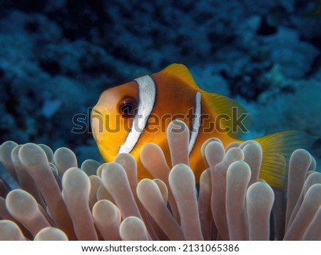 Anemone fish(Nemo) in it's house.
An amazing picture with a soft background.