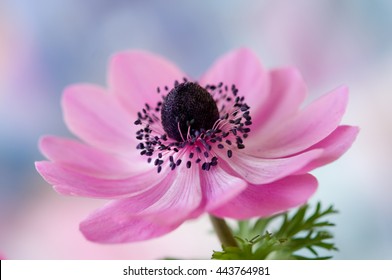 Anemone Flower